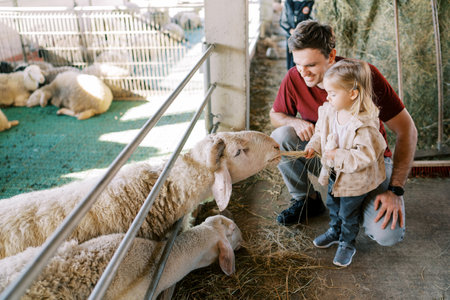 White sheep stretches across the fence of the pen for hay in the hands of a little girl standing next to her dadの写真素材