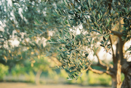 Green olive tree branches in a sunny gardenの写真素材