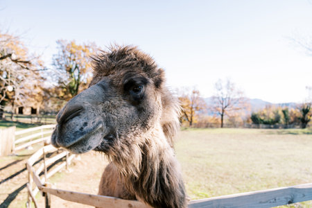 Fluffy brown camel peeks out from behind a fence in the parkの写真素材