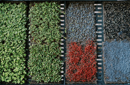 Arugula microgreens grow in the box next to watercress, kohlrabi, red cabbage and onions. Top viewの写真素材