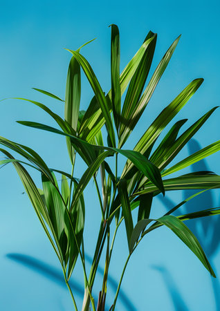 Green Tropical Plant Leaves Against a Blue Backgroundの素材
