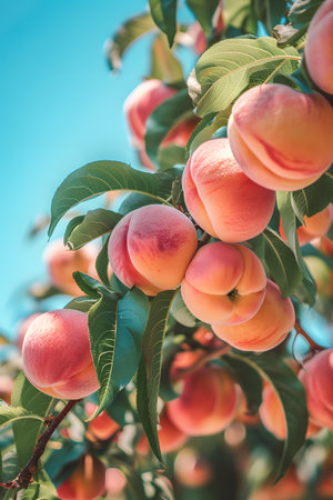A bunch of peaches is ripening on a fruitbearing tree under the sunny skyの素材