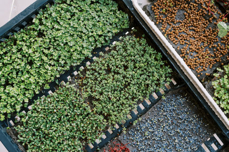 Microgreens grow in rows in drawers on the table. Top viewの写真素材