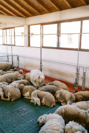 White sheep stands in a pen among sheep sleeping on the floor and looks into the distanceの写真素材