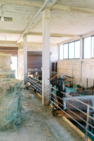 Large black goat peeks out from behind the fence of a pen with goats on a farmの写真素材