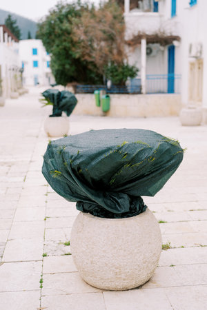 Green bush in a pot is wrapped in a net for the winter in the courtyard of the houseの写真素材