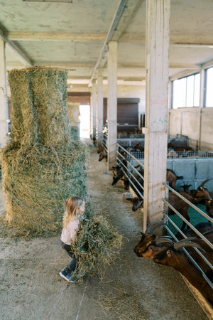Little girl carries a large sheaf of hay to the goats leaning out from behind the fence of the penの写真素材