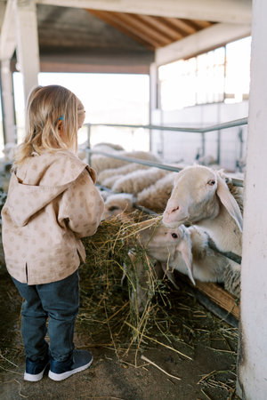 Little girl feeds hay to white sheep through a fence in a stall. Back viewの写真素材