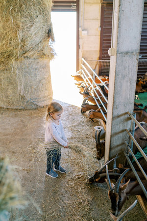 Little girl stands with a bundle of hay near the goats protruding from behind the fence of the penの写真素材