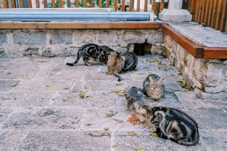 Stray cats eat food while sitting on the paving stones in the yard near the benches. High quality photoの写真素材