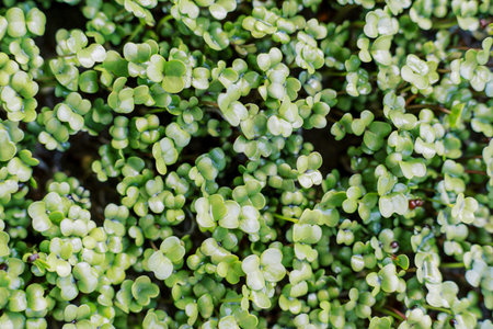 Dense young fresh microgreens arugula. High quality photo