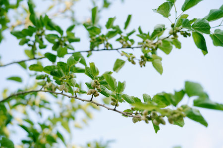 White mulberry on green tree branches against a blue sky. High quality photoの写真素材
