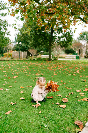 Little girl collects yellow leaves in a bouquet while squatting in the park. High quality photoの写真素材