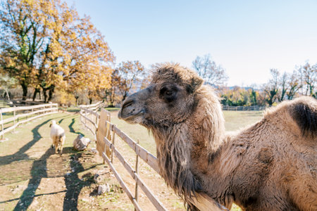 Brown camel stands behind a wooden fence and looks into the distance. Side view High quality photoの写真素材