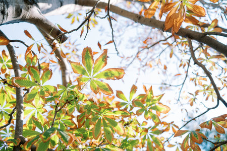 View of a sunny sky through yellowing leaves on a tree. High quality photo