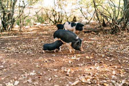 Fluffy little pigs with piglets grazing in the park. High quality photoの写真素材