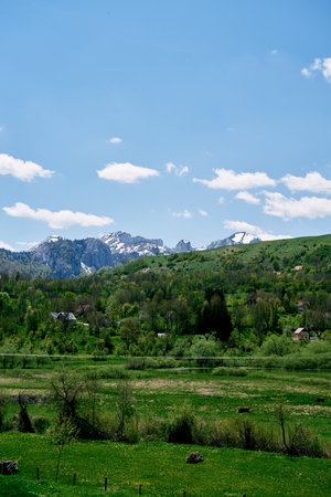 Green hill overgrown with trees against the backdrop of snowy mountains. High quality photo