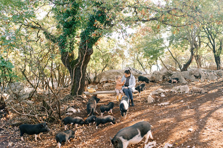 Mom and little daughter sit on a bench surrounded by grazing pigs. High quality photoの写真素材