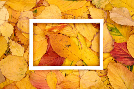 Hollow thin white horizontal frame lies in the center of yellow autumn leaves. High quality photoの写真素材