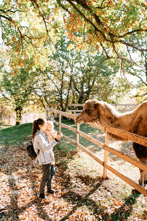 Camel looks at a carrot in the hand of a mother standing with a little girl on her arms near the fence of the pen.の写真素材