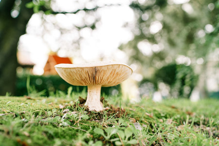 Large row mushroom grows on a green lawn in the forestの写真素材