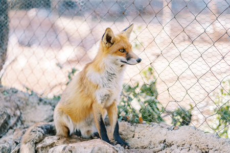 Red fox sits on stones in a zoo enclosure and looks awayの写真素材