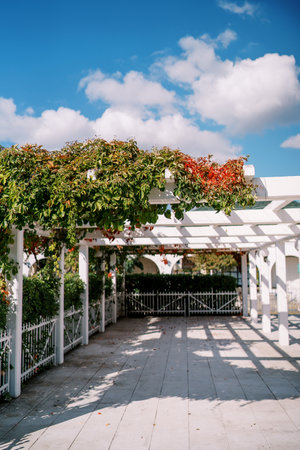 White pergola in the garden entwined with green branchesの写真素材