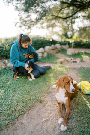 Large dog lies on the grass against the background of a girl sitting playing with her puppies