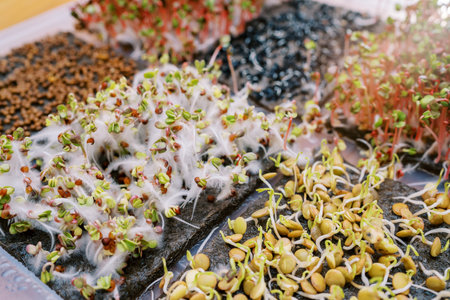 Microgreen pea sprouts growing in a container next to fluffy daikon shootsの写真素材