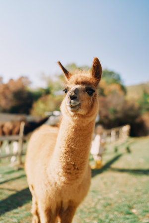 Brown fluffy llama stands on a green pastureの写真素材