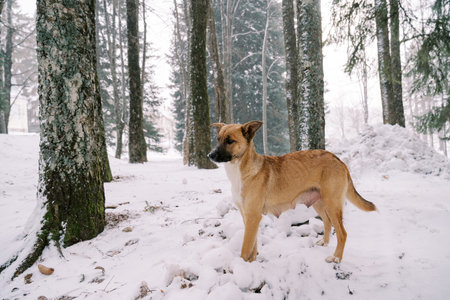 Red dog stands on the snow in the forest and looks to the side