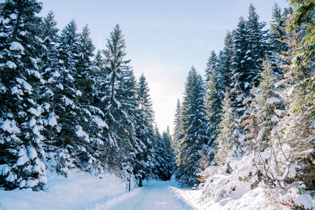 Snowy road in a winter pine forest in bright sunlightの写真素材