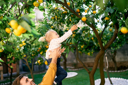 Dad lifts a little girl in his arms who reaches for a ripe fruit on a branchの写真素材