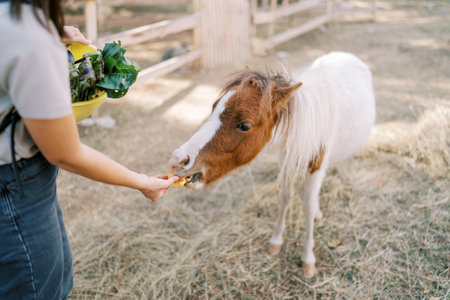 Young woman feeds a white and brown pony while standing in a sunny park. Back view. Croppedの写真素材