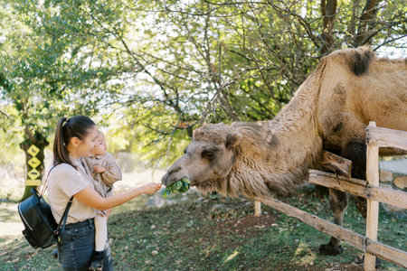 Mom with a little girl in her arms feeds a camel with green leaves in the parkの写真素材