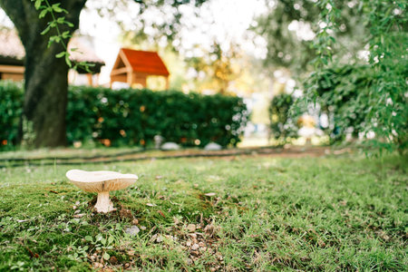 Large smoky row mushroom grows on a green lawn near the playgroundの写真素材