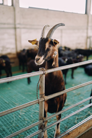 Horned goat stands on its hind legs peeking out from behind a fence in a farmの写真素材