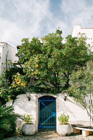 Green trees behind a high white stone fence with a blue forged gateの写真素材