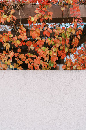 Wooden beams are entwined with red ivy hanging downの写真素材