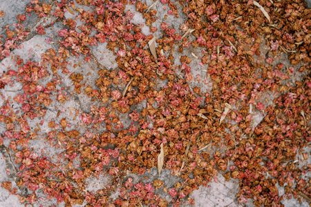 Dried buds of pink flowers lie on a stone tileの写真素材