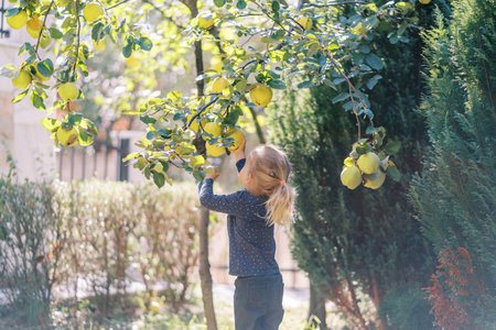 Little girl picks a fruit from a green tree branch while standing in the garden. Back viewの写真素材