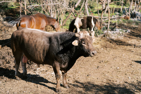 Brown cow stands near a grazing horse and foal
