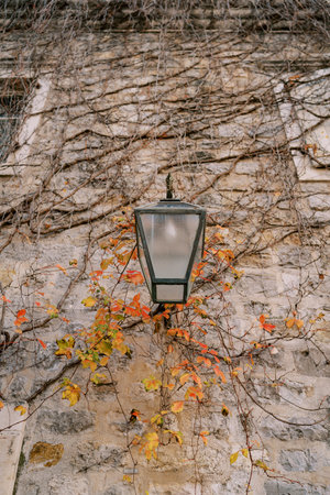 Lantern hangs on an old stone house woven with ivy branchesの写真素材