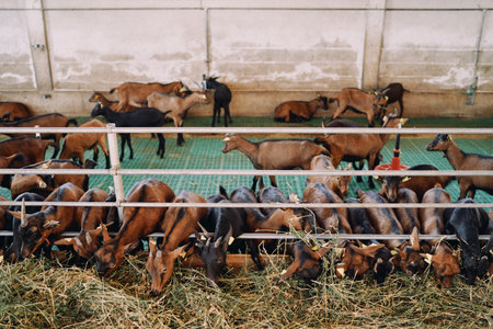 Herd of goats eats hay in a paddock, standing in a rowの写真素材