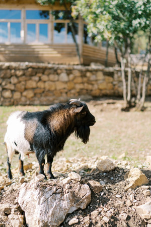 Brown and white goat stands on the stones and looks awayの写真素材