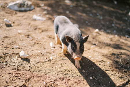 Black dwarf pig walks on the ground looking upの写真素材