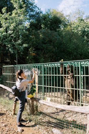 Mother with a little girl in her arms stands near the fence and throws apples to a brown bearの写真素材
