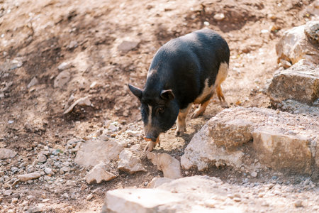 Black and white dwarf pig walks along the stones, sniffingの写真素材