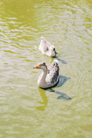 Gray geese swim on a green pond