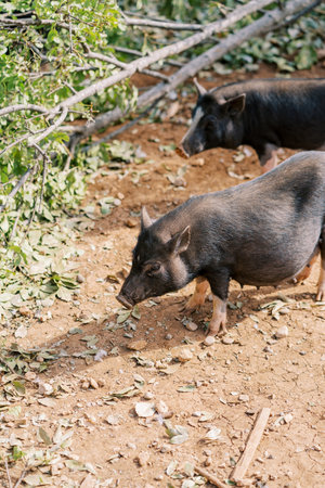 Black fluffy dwarf pigs stand near a fallen tree in the parkの写真素材